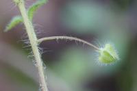 Veronica hederifolia