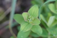 Hypericum hirsutum