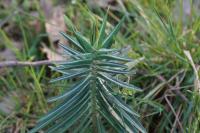 Euphorbia lathyris