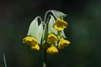 Primula veris