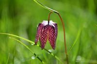 Fritillaria meleagris