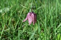 Fritillaria meleagris