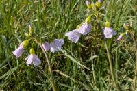 Cardamine pratensis