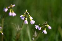 Cardamine pratensis