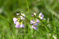 Cardamine pratensis