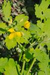 Chelidonium majus