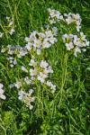 Cardamine pratensis