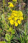 Sinapis arvensis
