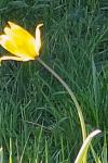 Tulipa sylvestris