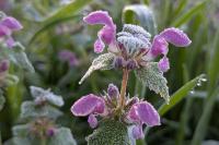 Lamium maculatum
