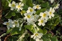 Primula vulgaris