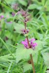 Lamium maculatum