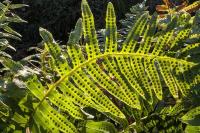 Polypodium