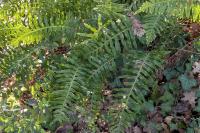 Polypodium