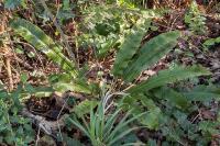 Asplenium scolopendrium