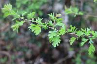 Crataegus monogyna