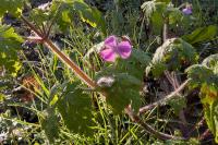Geranium robertianum