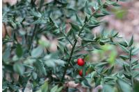 Ruscus aculeatus