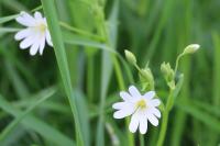 Rabelera holostea