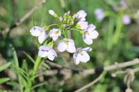 Cardamine pratensis