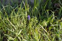 Muscari neglectum