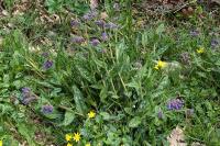 Pulmonaria