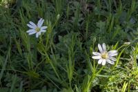 Rabelera holostea