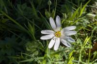 Rabelera holostea