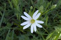 Rabelera holostea
