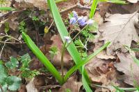 Scilla bifolia