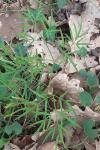 Peucedanum gallicum