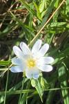 Rabelera holostea