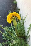 Taraxacum officinale