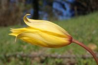 Tulipa sylvestris