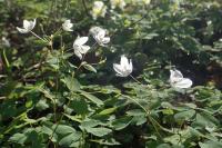 Isopyrum thalictroides