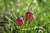 Fritillaria meleagris