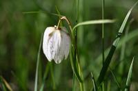 Fritillaria meleagris