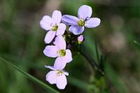 Cardamine pratensis