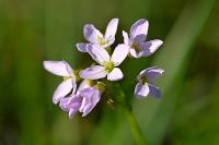 Cardamine pratensis