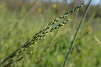 Milium vernale