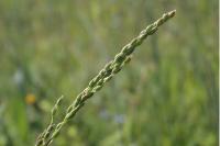 Milium vernale
