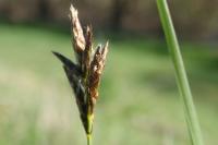 Carex praecox