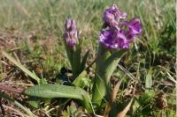 Anacamptis morio