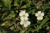 Potentilla montana
