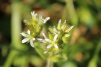 Cerastium glomeratum