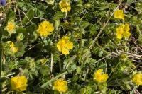 Potentilla verna