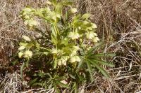 Helleborus foetidus