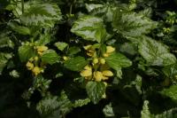 Lamium galeobdolon