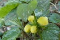 Lamium galeobdolon