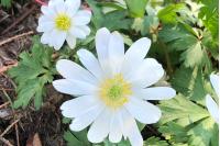 Anemone nemorosa